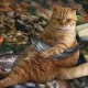 Кот съел морепродукты на 60 тыс. руб. в аэропорту Владивосток